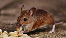 24 Hour & Emergency Exterminators in Nisswa, MN
